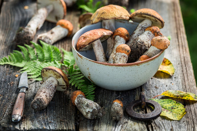 What are the best medicinal mushrooms?
