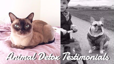 I Detoxed My Cat and Dog!