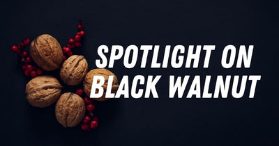 Spotlight on Black Walnut