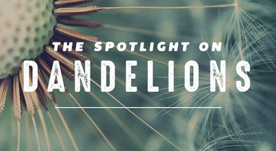 The Healing Power of Dandelion