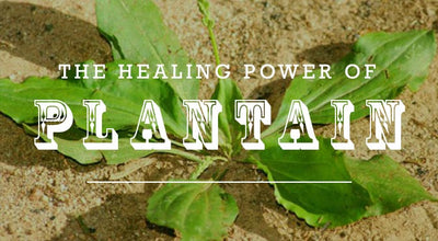 The Healing Power of Plantain