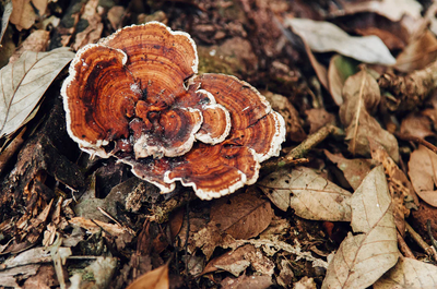 Boost Immunity And Reduce Stress With Reishi