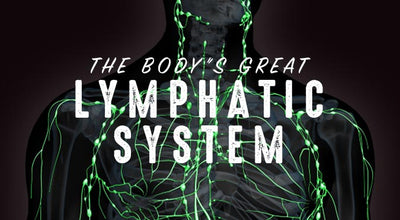 Understanding The Body’s Great Lymphatic System
