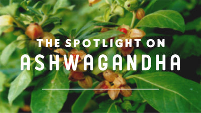 Discover Ashwagandha’s Herbal Intelligence