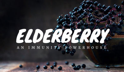 Spotlight on Elderberry